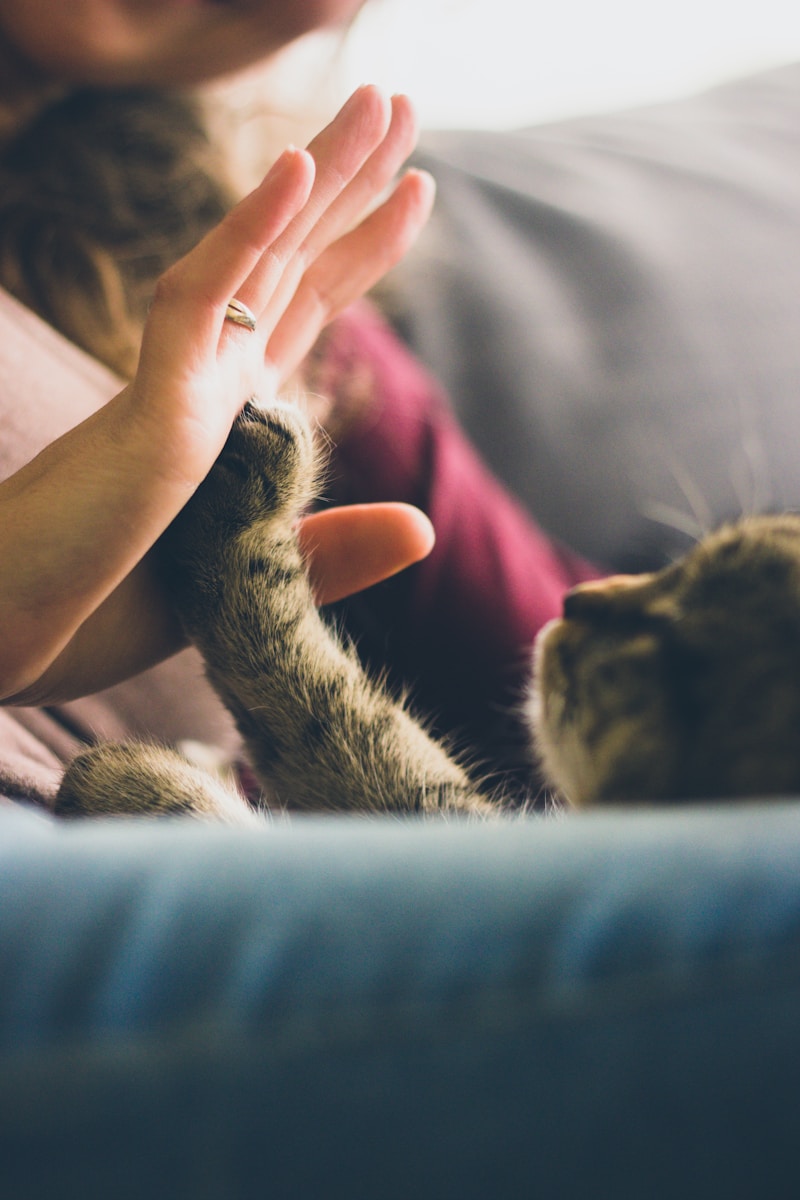 tabby cat touching person's palm